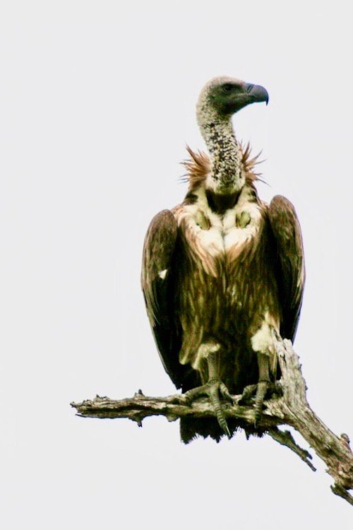 Vulture Experience in Chitwan