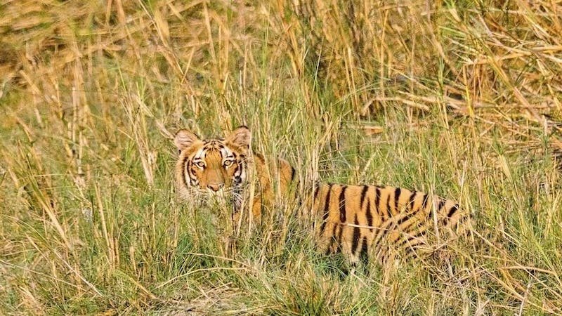 Bengal Tiger Trail Tour Package in Chitwan