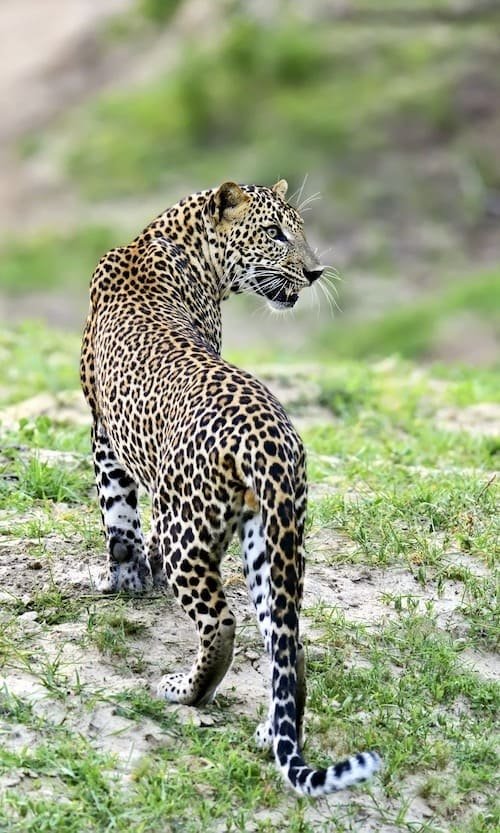 Chitwan Leopard_Big Six wildlife