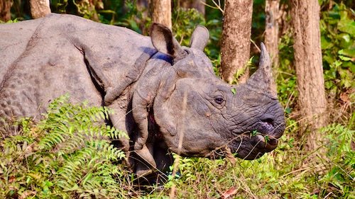 Chitwan National Park, Rhino in Jungle