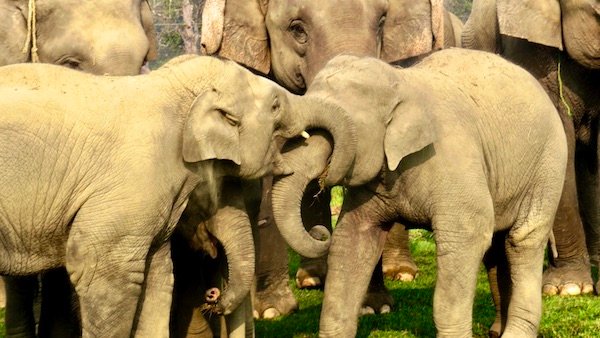 Elephant breeding center in Chitwan