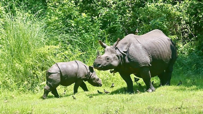 Rhinos in Chitwan National Park