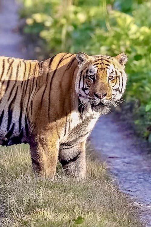 Bengal Tiger in Chitwan