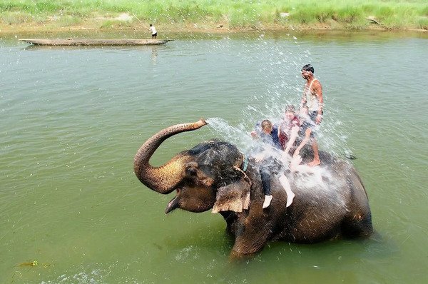 Elephant Bath in Chitwan